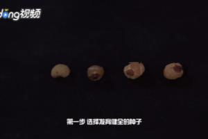君子兰种子种植方法.