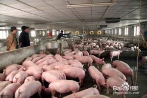 养猪场智能环境监控系统必知关心的5个问题.