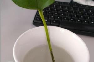 个人办公室茶杯绿萝养植方法，办公室绿植栽培法.