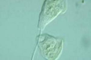 污水处理之生物笔记.
