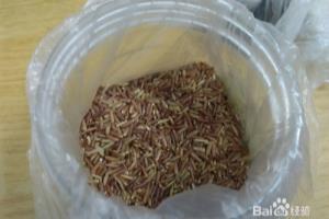 不费事做红米芋头糕.
