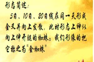 金蜘蛛k线图解.