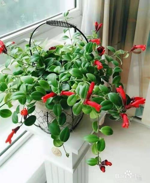 口红吊兰怎么养护