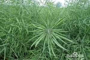 油菜栽培：什么是油菜“花而不实”？.