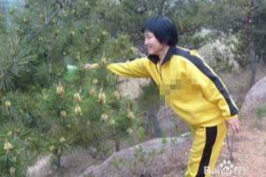 松花粉如何能更快的采集呢？.