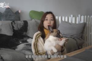 狗狗驱虫多久做一次.