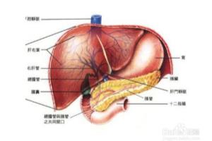 吃哪些食物，可以保护我们的肝脏.