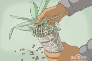 如何换盆移栽兰花.