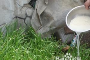 淘米水，如何巧妙使用.