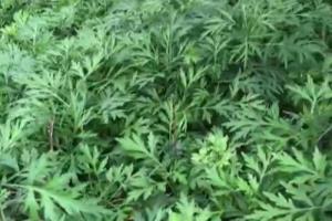 为什么一到端午节，家家都会用到艾草.