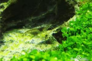 水族鱼缸除藻生物有哪些.