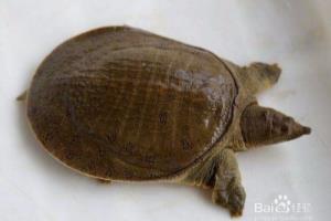 鳖的红脖子病的诊治.