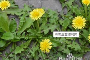 蒲公英的食用方法.