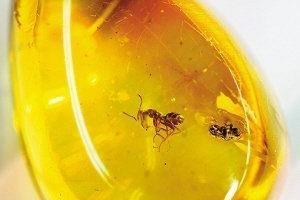 琥珀的功效与作用.