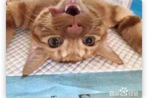 猫带伊丽莎白圈怎么吃饭.