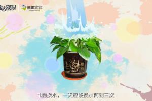 绿萝的养殖的注意事项有哪些？.