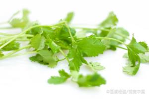 孕妇能吃香菜吗.