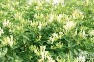 金银花爬藤怎么养.