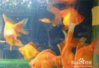 金鱼身上一层气泡怎么办