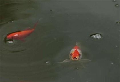 金鱼身上一层气泡怎么办