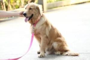 怎么样训练狗狗更有效果？.