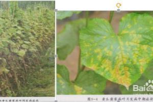 如何防治黄瓜霜霉病.