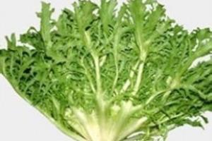 教你苦菊减肥法.