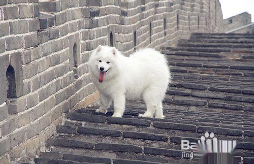 一两个月的萨摩耶幼犬为什么总爱咬人