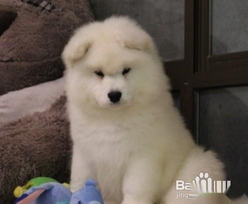 一两个月的萨摩耶幼犬为什么总爱咬人
