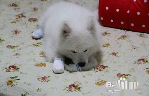 一两个月的萨摩耶幼犬为什么总爱咬人