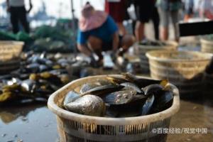 孕期能吃鲜贝吗.