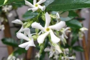 银丝茉莉什么时候开花？.