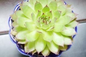 观音莲水培教程.