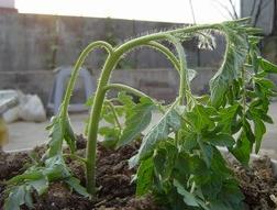 植物缺铁怎么补