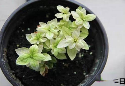 植物缺铁怎么补