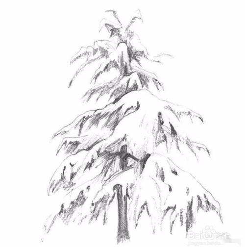 高山上的雪松