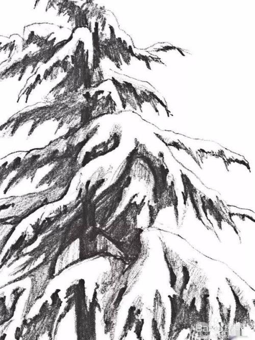 高山上的雪松