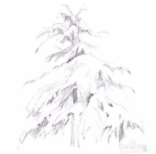 高山上的雪松