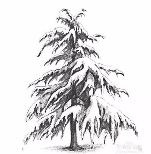 高山上的雪松
