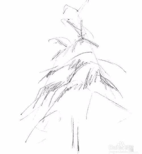 高山上的雪松