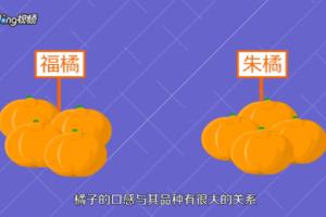 怎么挑选又甜又好的橘子.