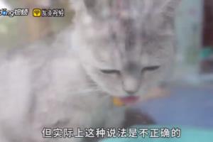 猫怀孕多久时间.