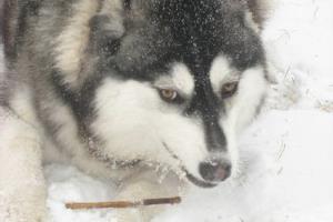 增强阿拉斯加雪橇犬免疫力的小方法.
