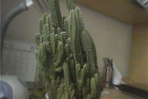 仙人掌应该怎样去养.
