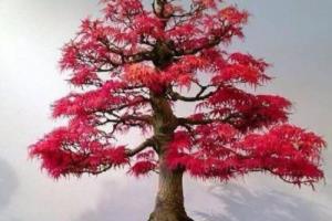 红枫盆景养殖方法.