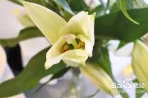 怎样消除百合花的臭味.