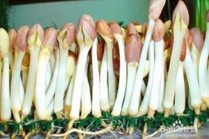 如何泡花生使之发芽.