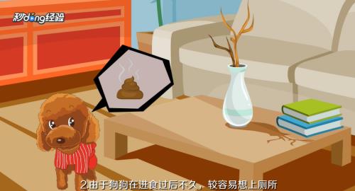 泰迪狗怎么训练大小便