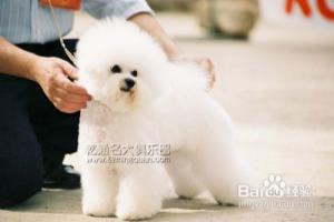 比熊犬好养吗.