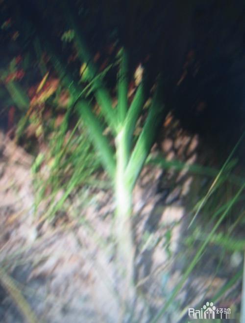 谈谈年轻爸爸妈妈告诉孩子正月趣事--猜灯谜